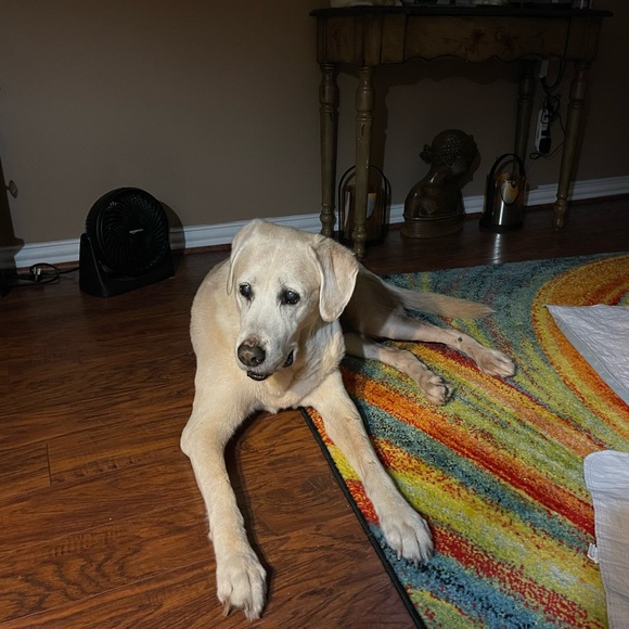 We are here to serve & spread God’s love. - Picture 13 of 15